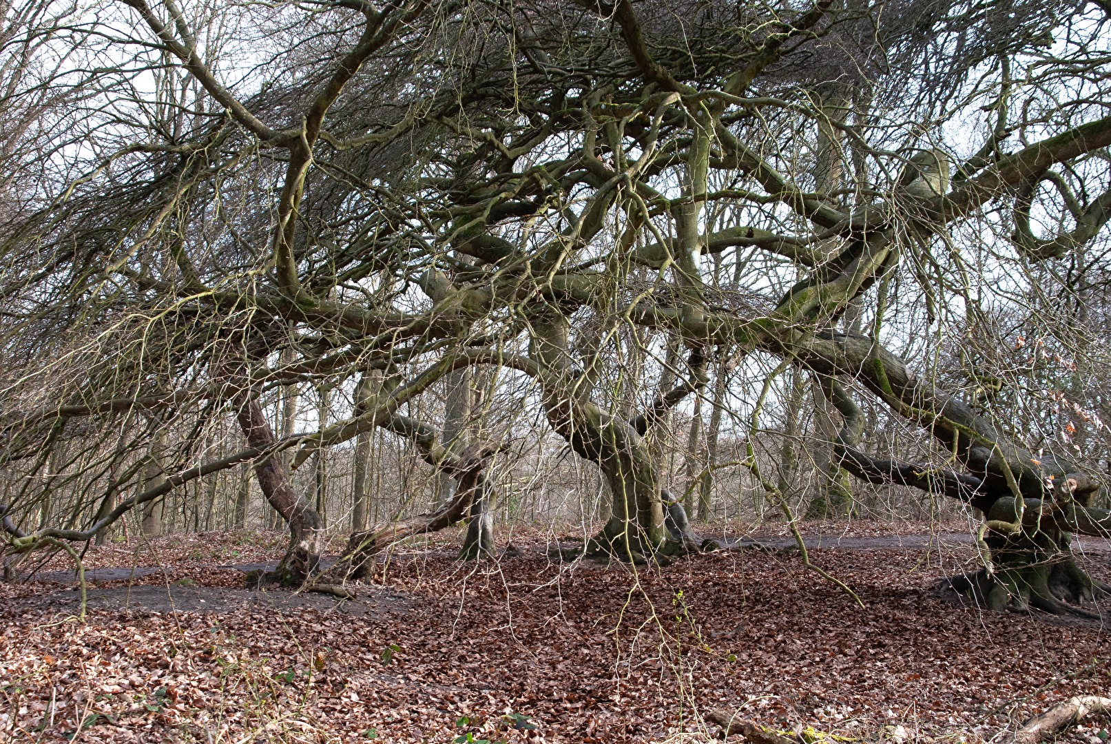 Krüppelkiefern im Hexenwald bei Sassnitz/Rügen