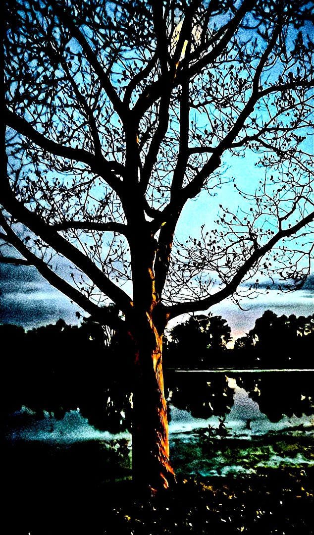 Moonlight Shadow