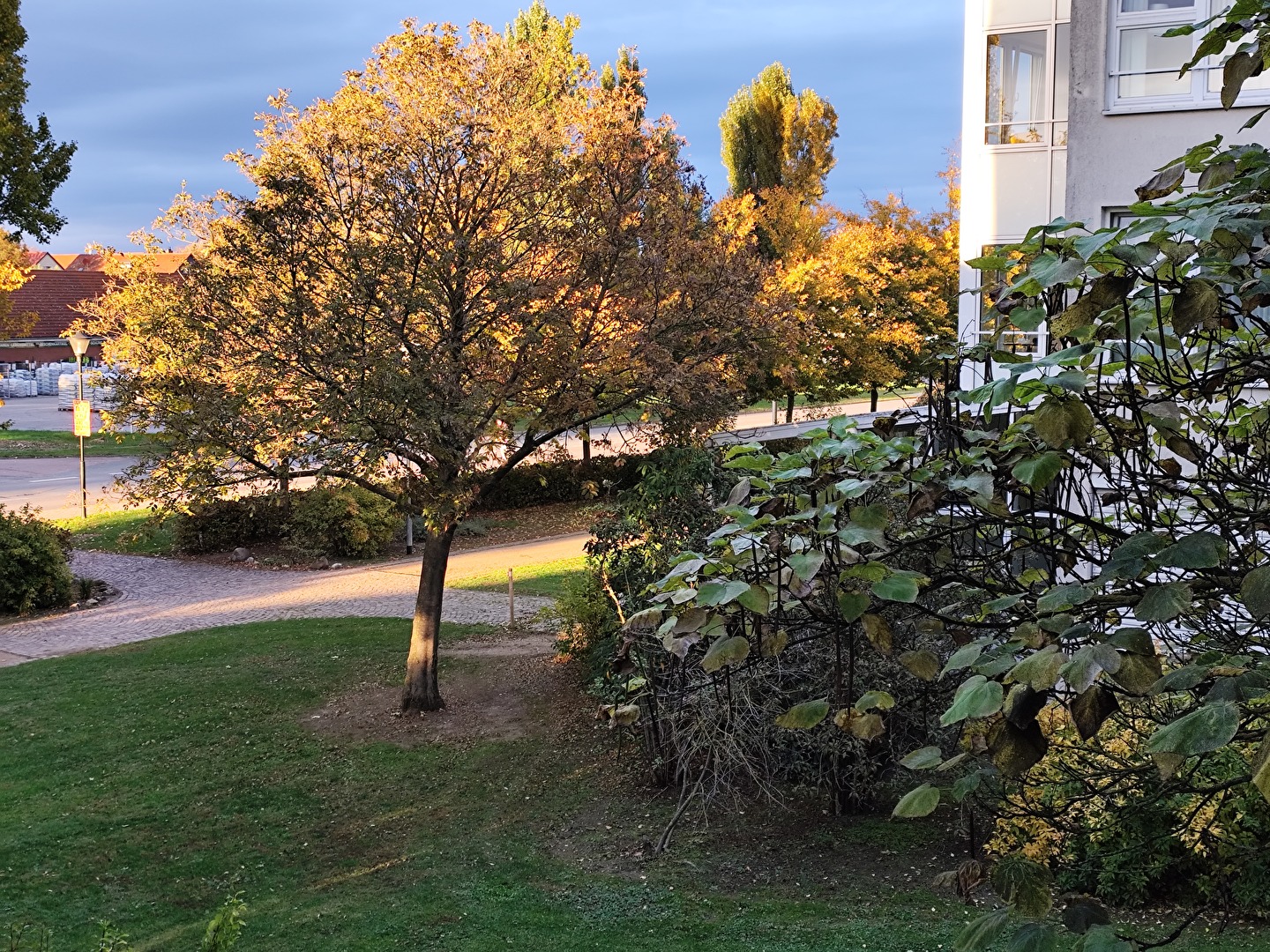 goldene Abendsonne macht es möglich
