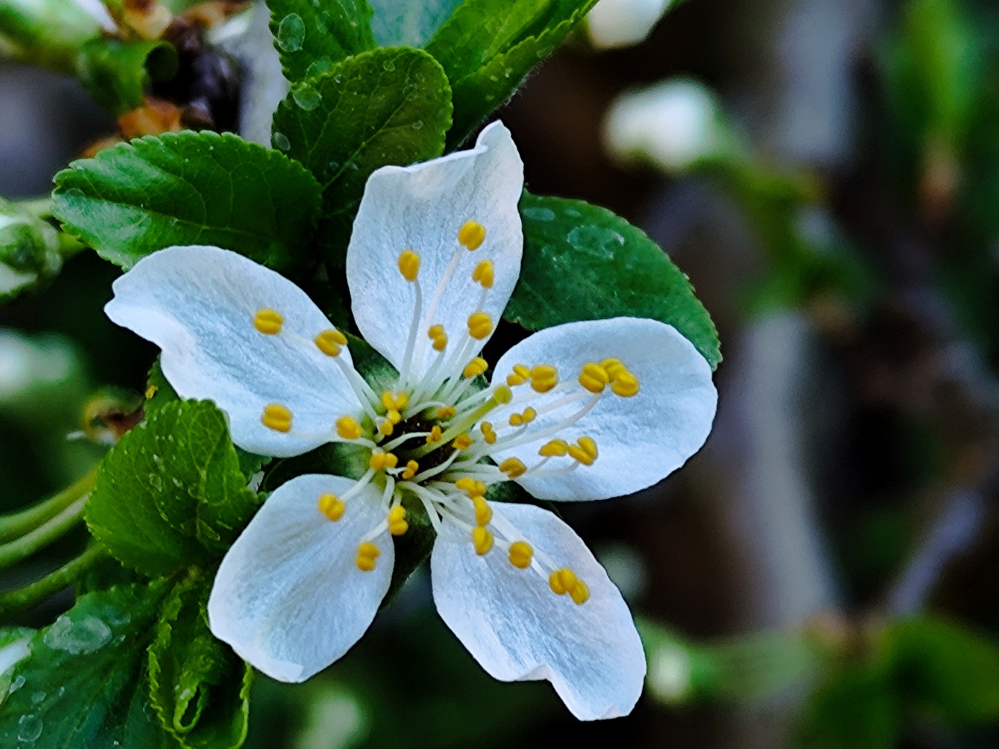die Blüte vom Pflaumenbaum