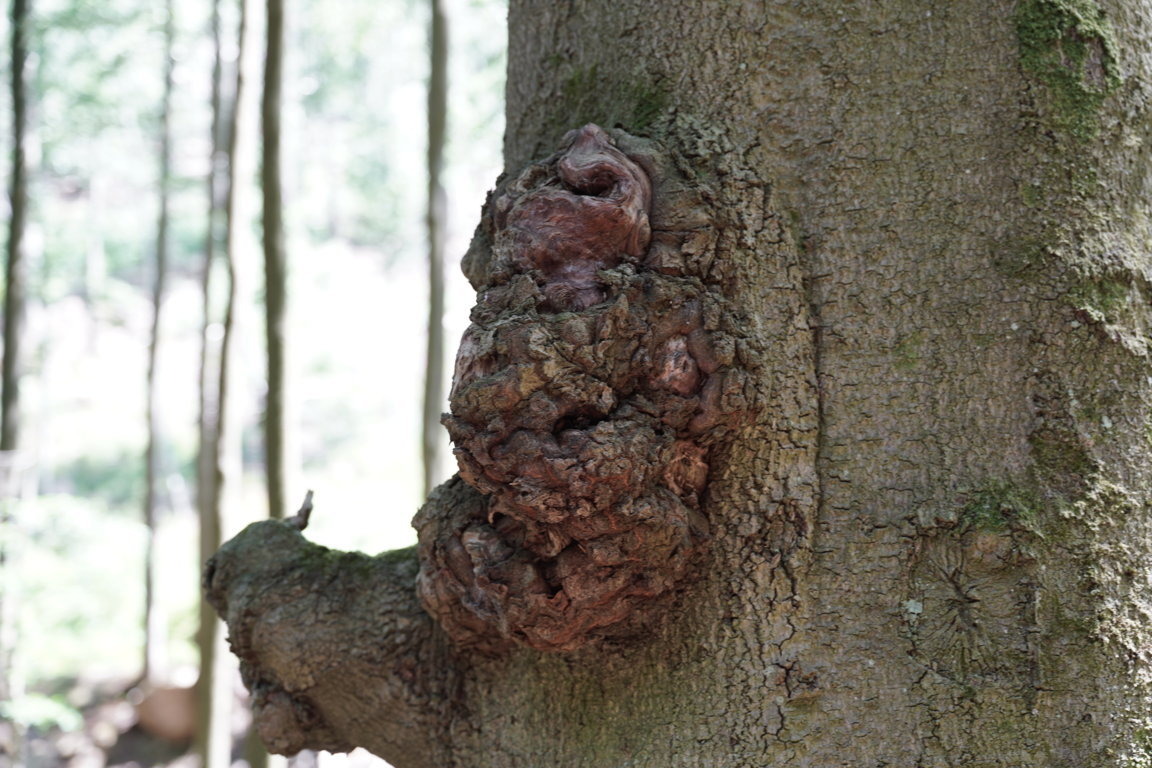 Phantasie ist gefragt