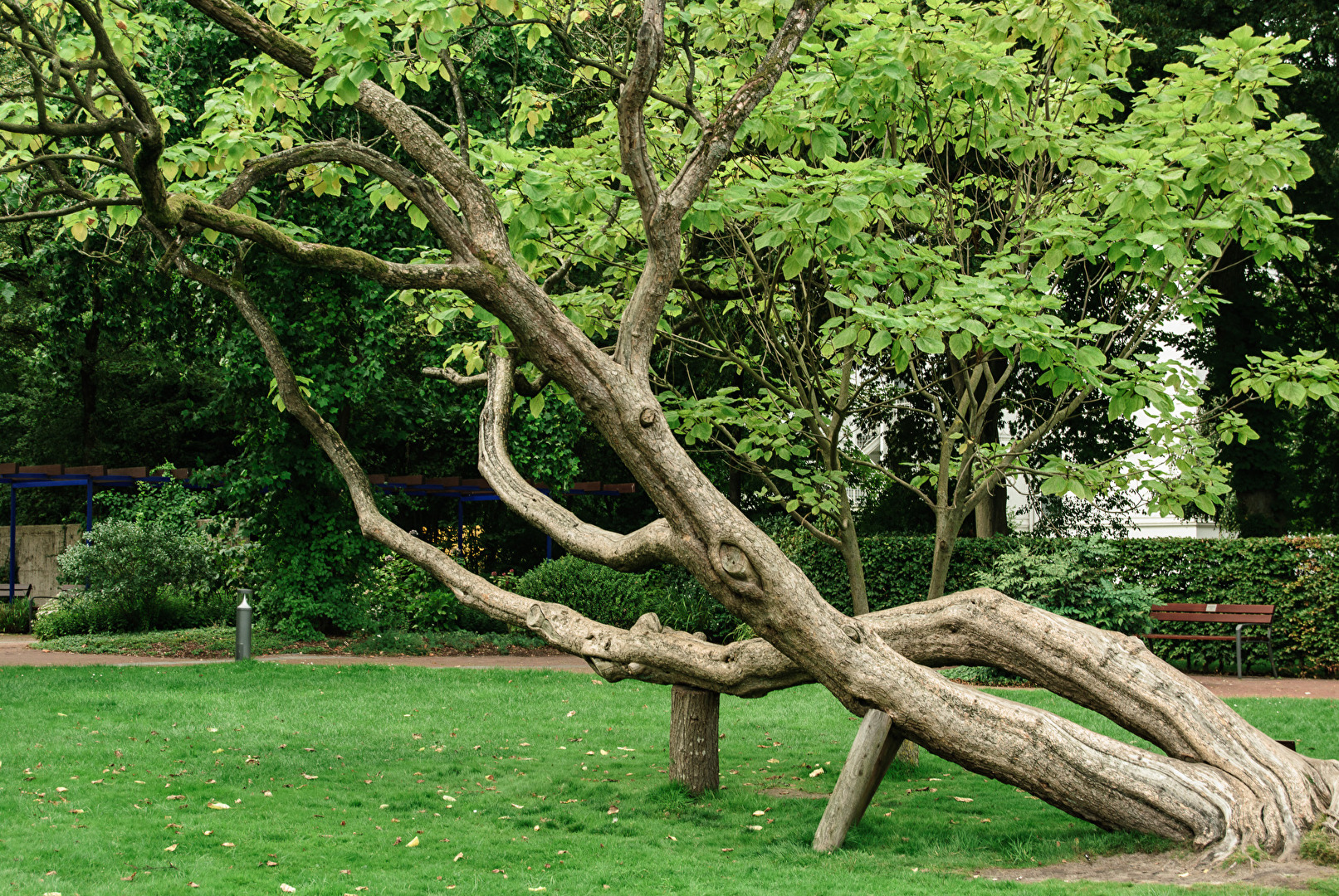 Etwas schief gewachsen