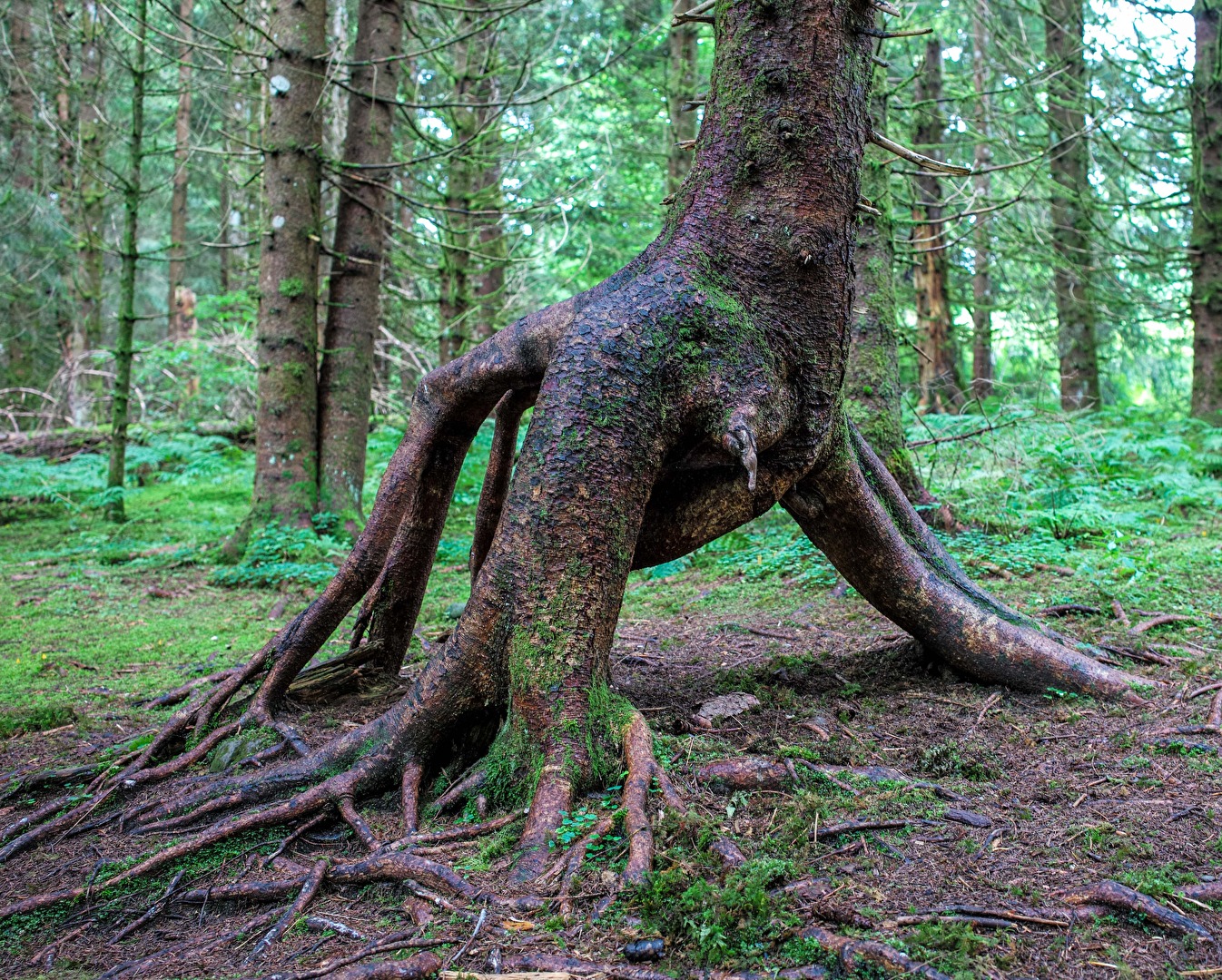 Ein Baum richtet sich auf.