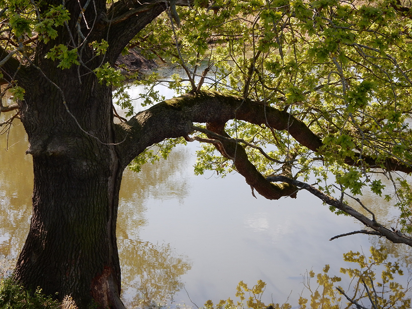 sind Wunder der Natur