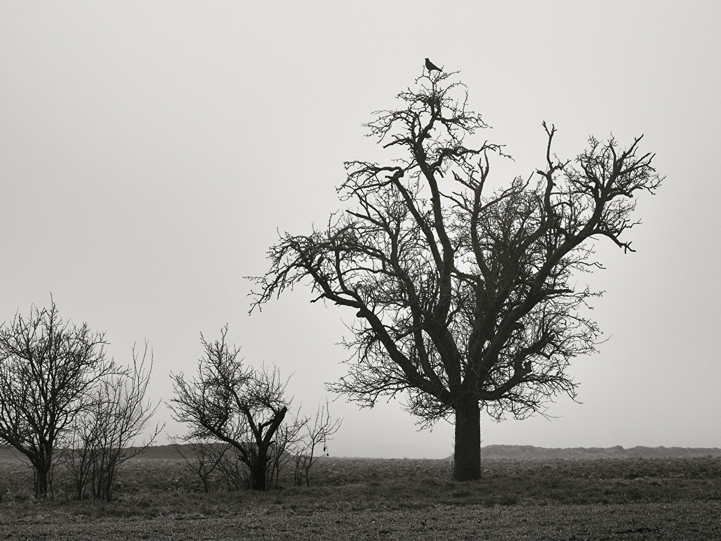 Einsamer Baum mit Büschen im Winterkleid