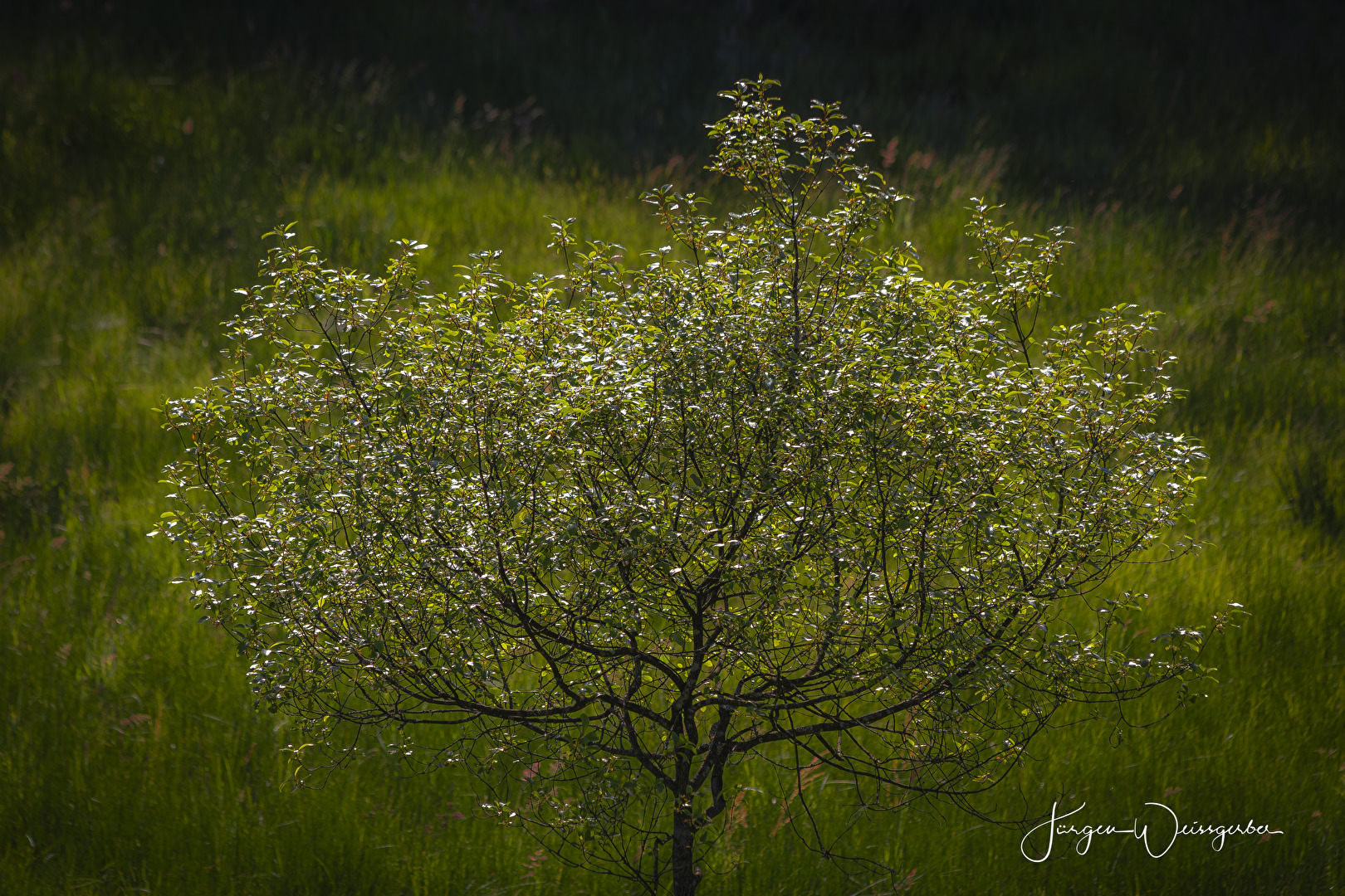 Baum im Sonnenlicht