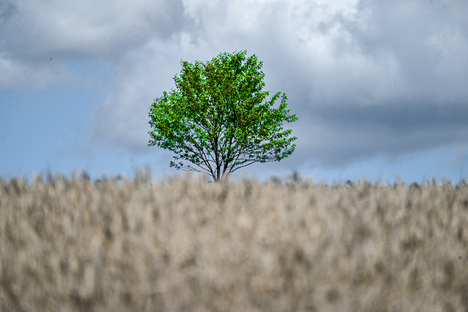 Willow Elm or Maple Tree