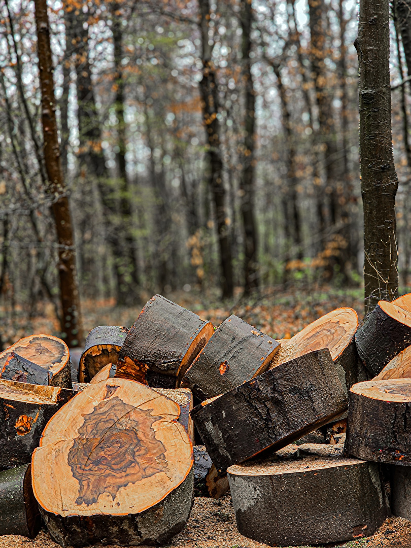 . . . frisch gefällt . . .