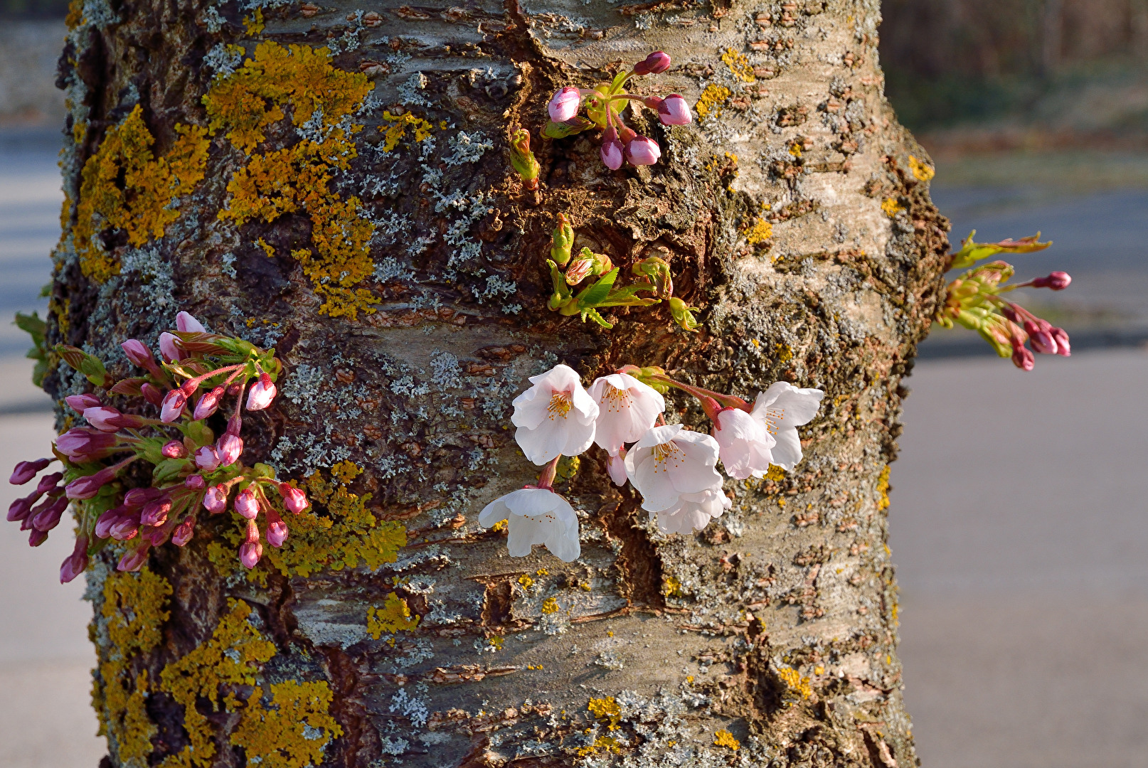 Leben am Baumstamm II