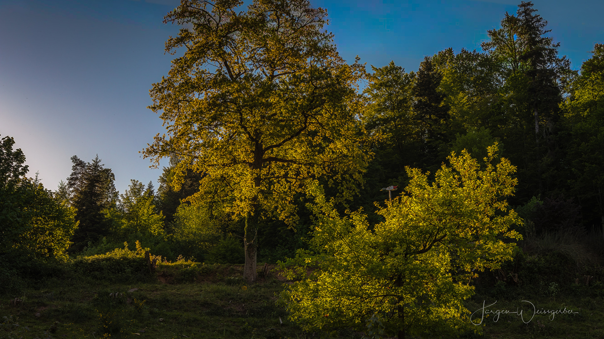 Im Licht gefangen