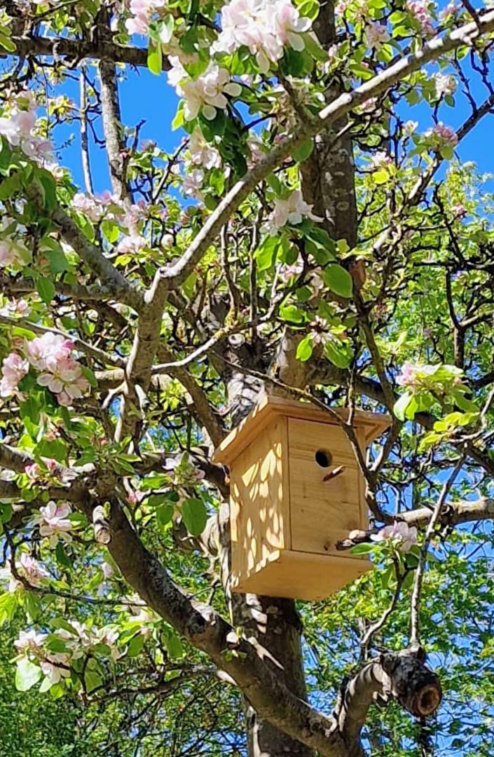 Nistkasten im blühenden Apfelbaum