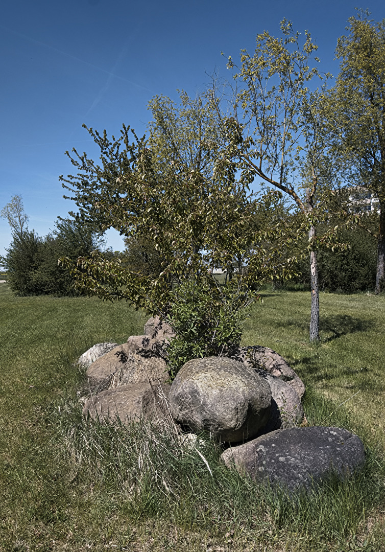 Baum zwischen den Steinen