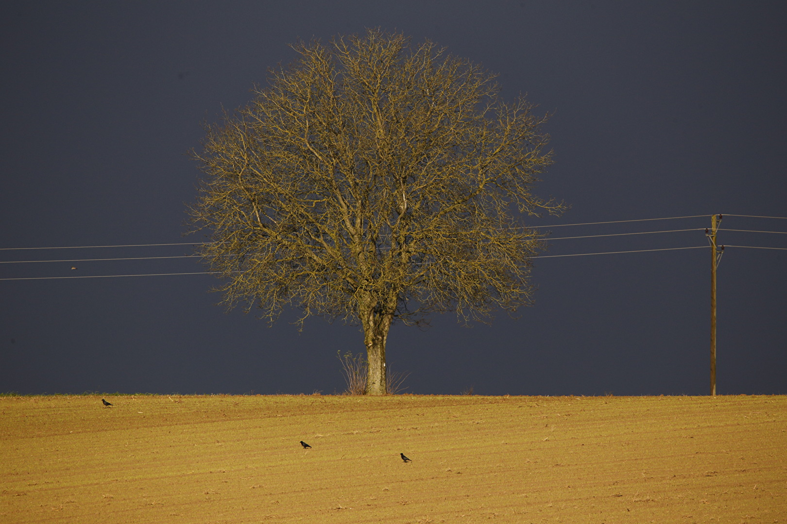 The Tree