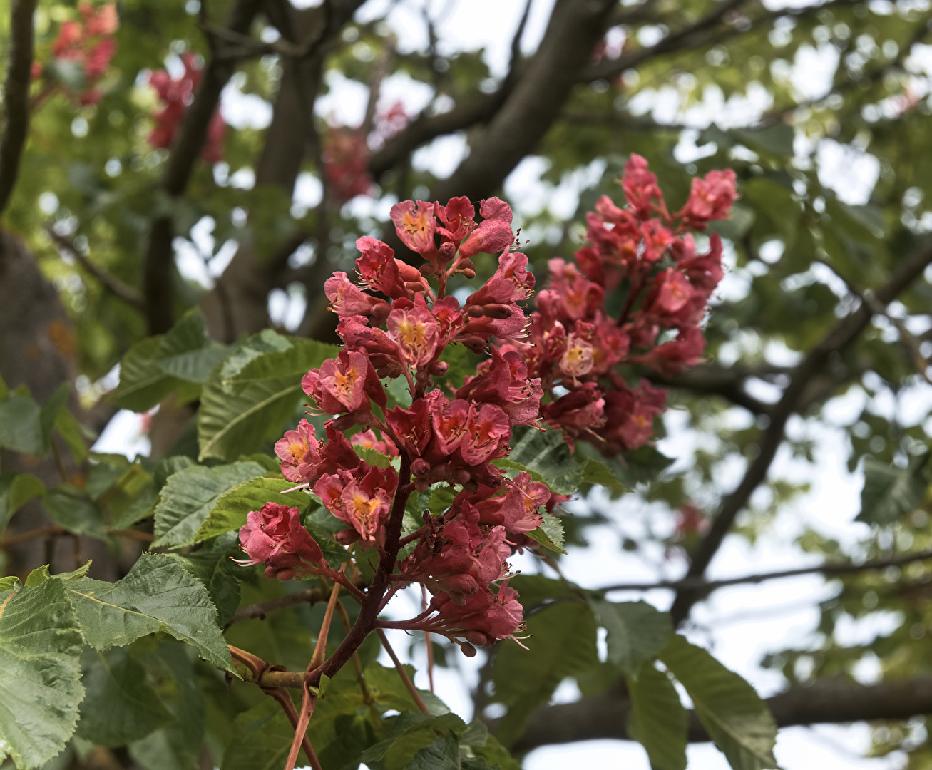 Kastanienblüten