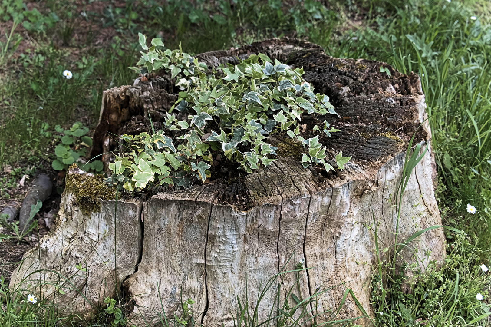 Grün auf dem faulenden Baumstumpf