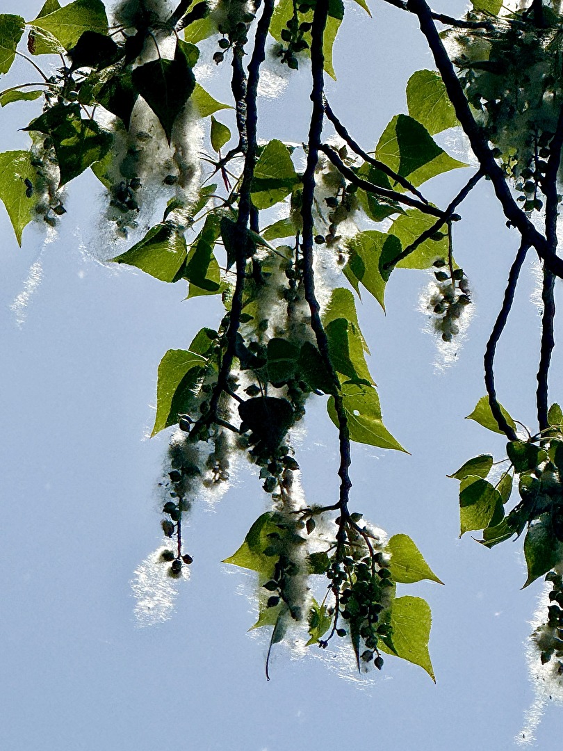 Pappelblüte im Gegenlicht