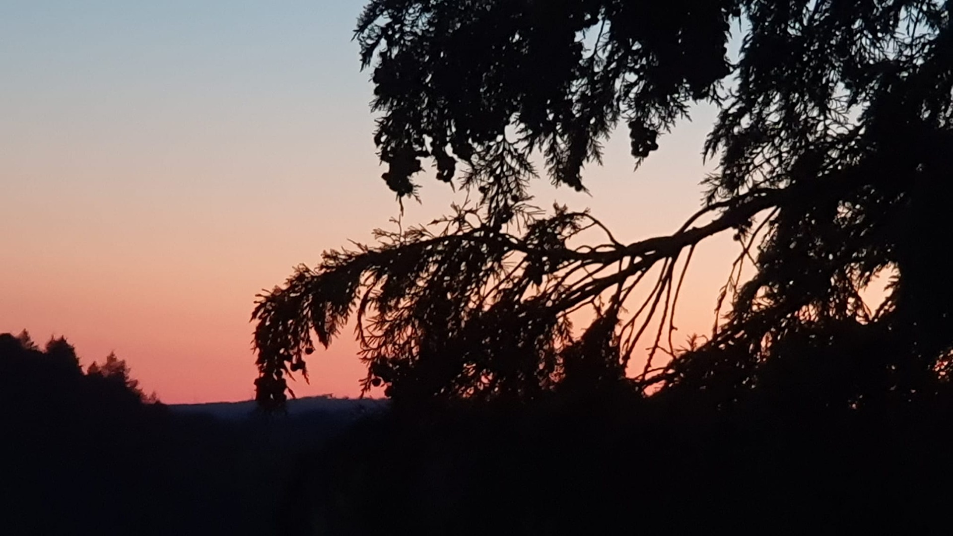 False cypress