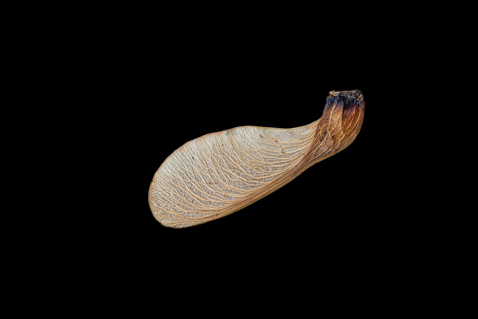 Winged Fruit