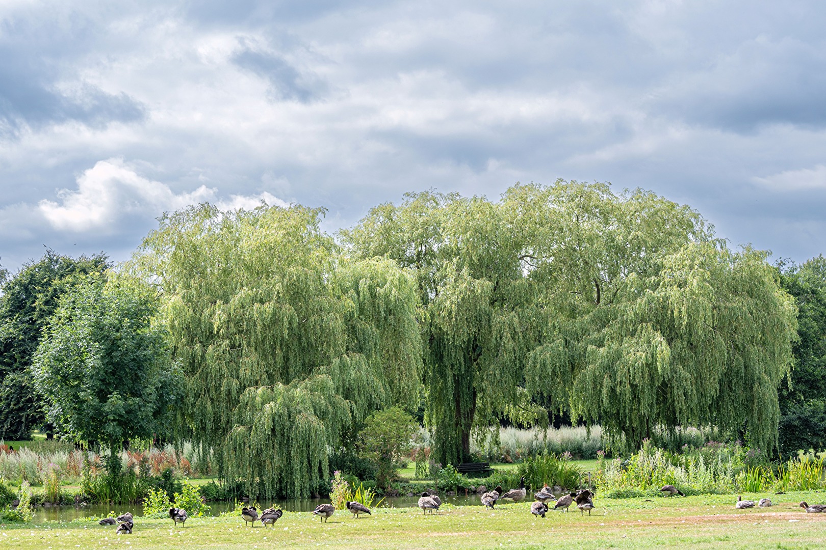 Weeping Willow