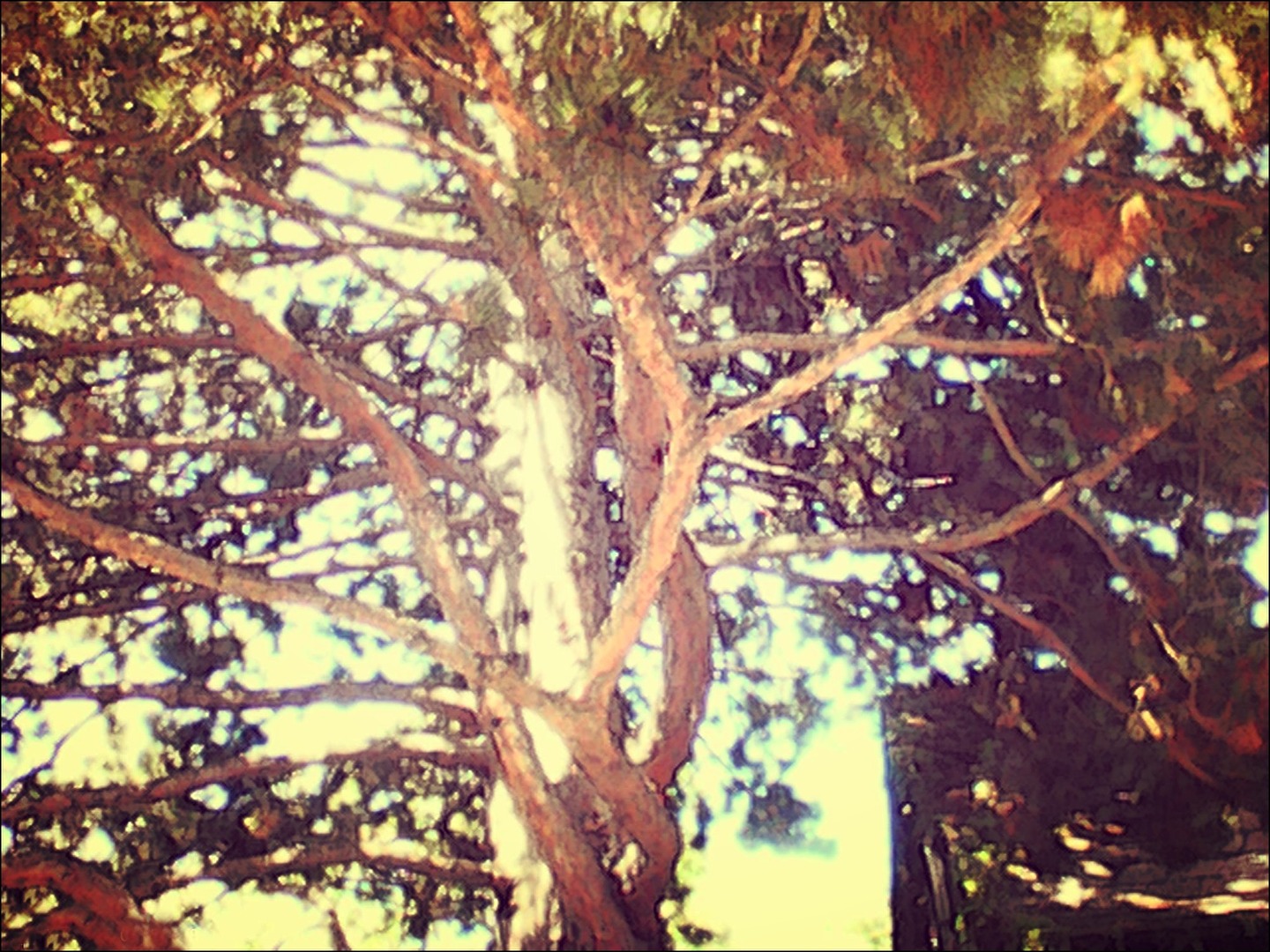 sonnenbaum