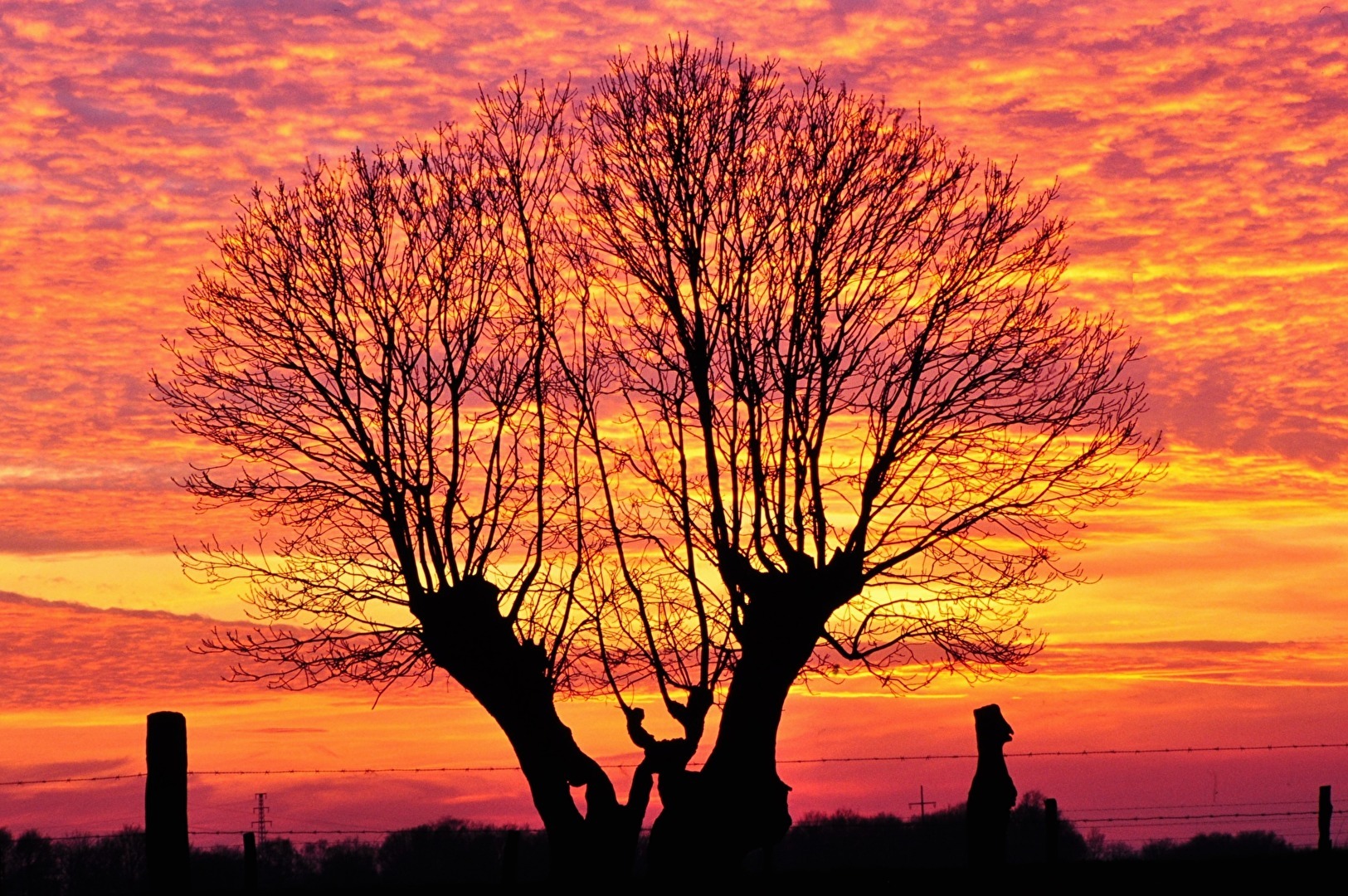 " Sundown im Feld "