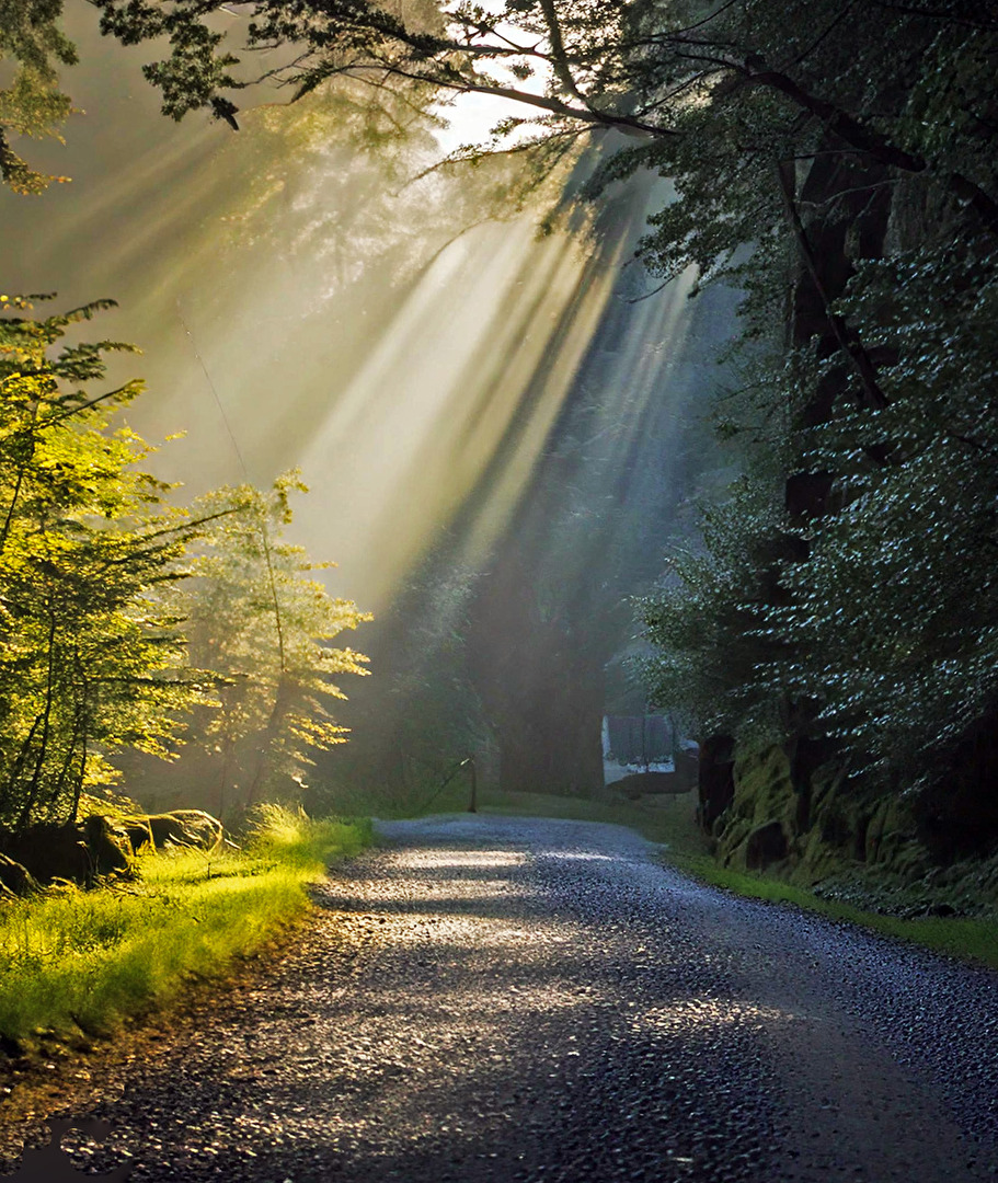 #Licht #Durchlicht