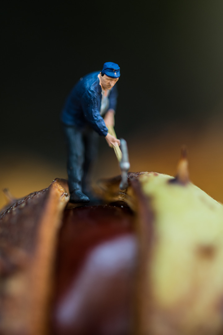 Der Kastanienspalter