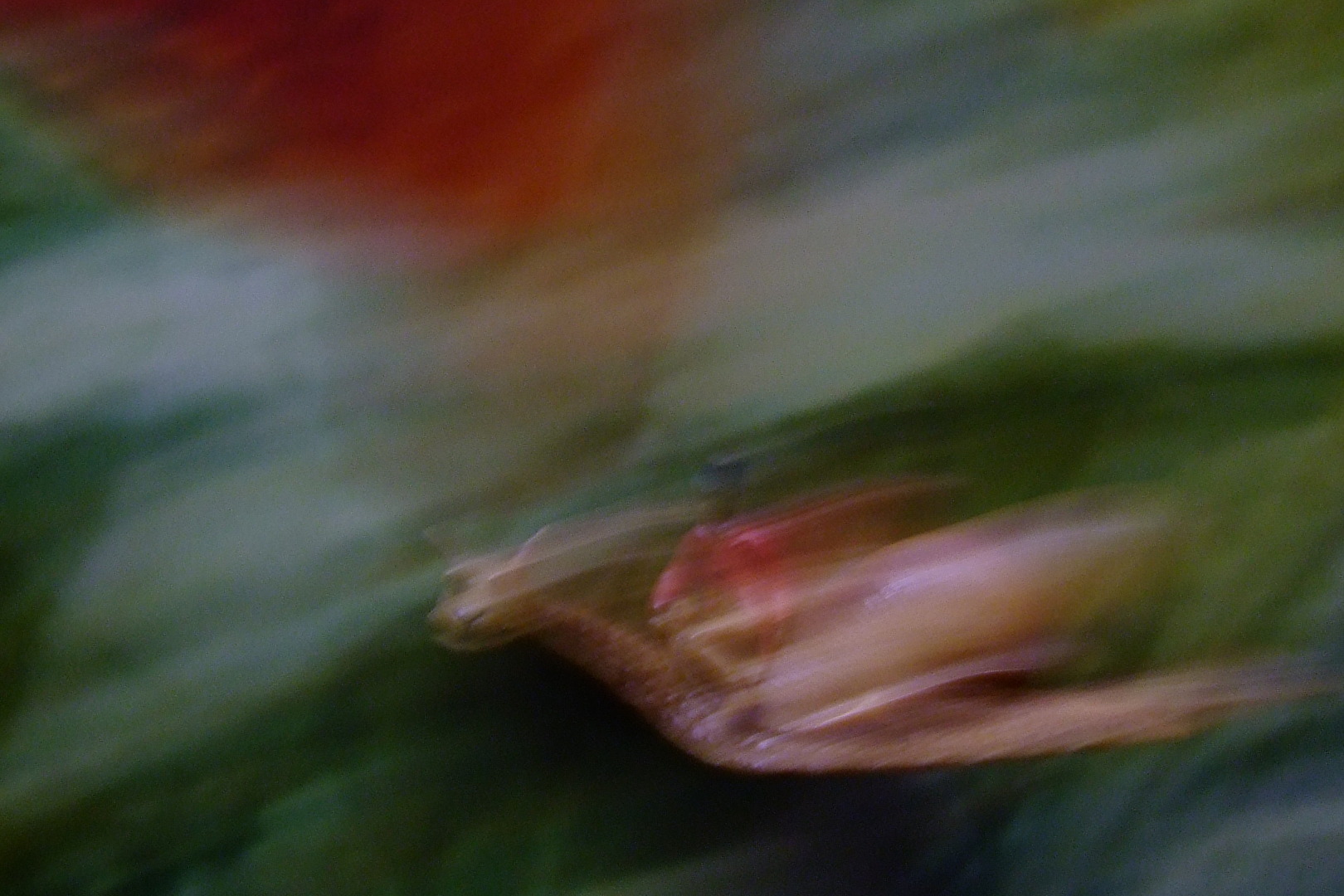 Speed