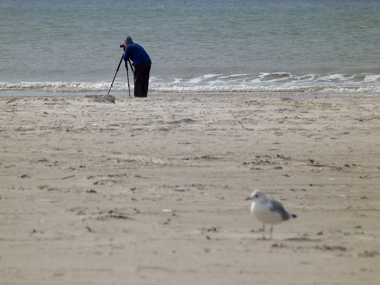 Der Fotograf und die Möwe