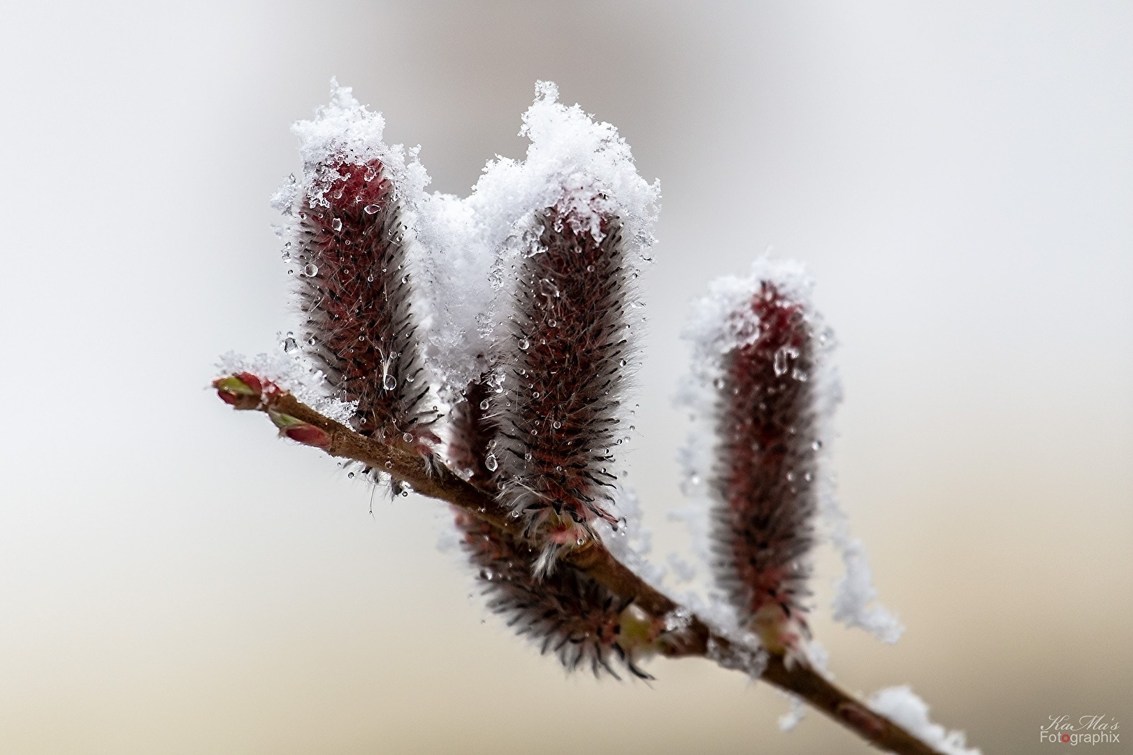 WINTER COMEBACK