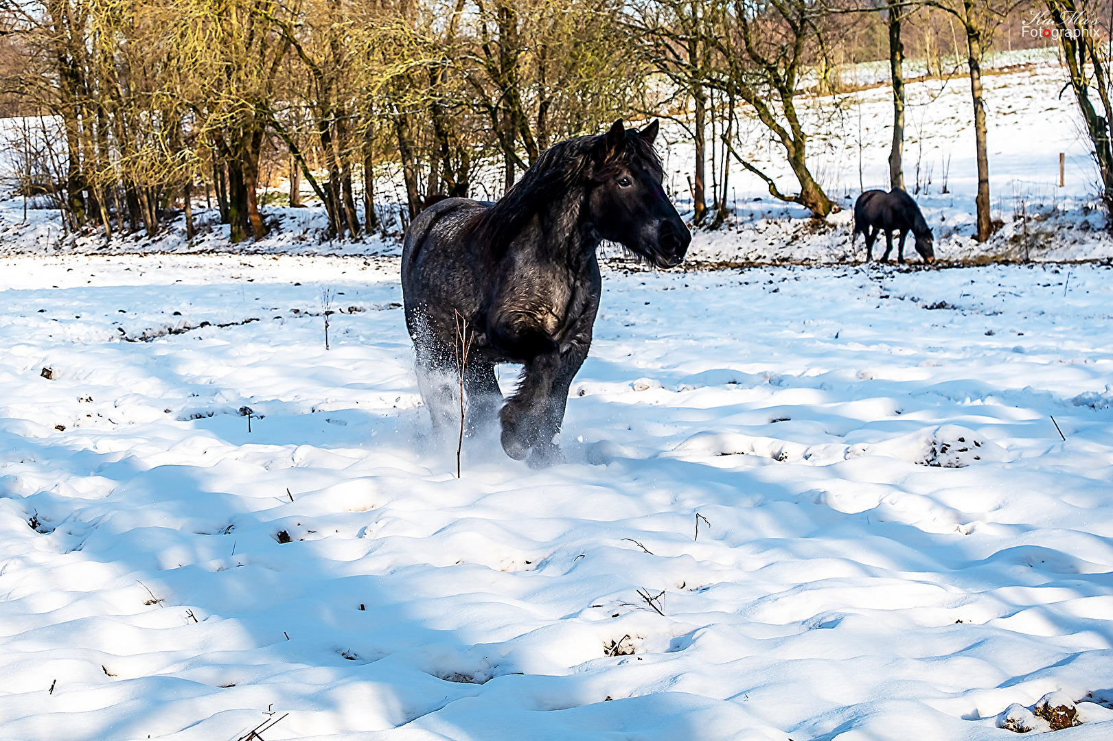 Das Schneepferdchen