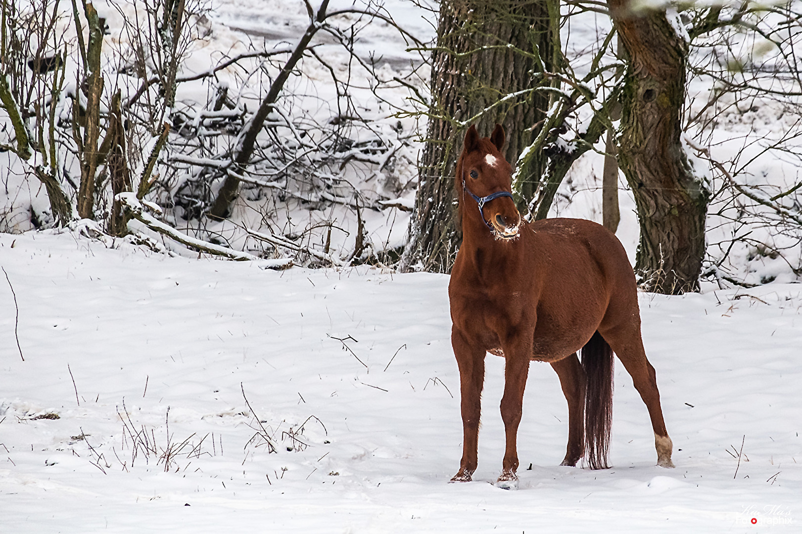 Ein Schneepferdchen