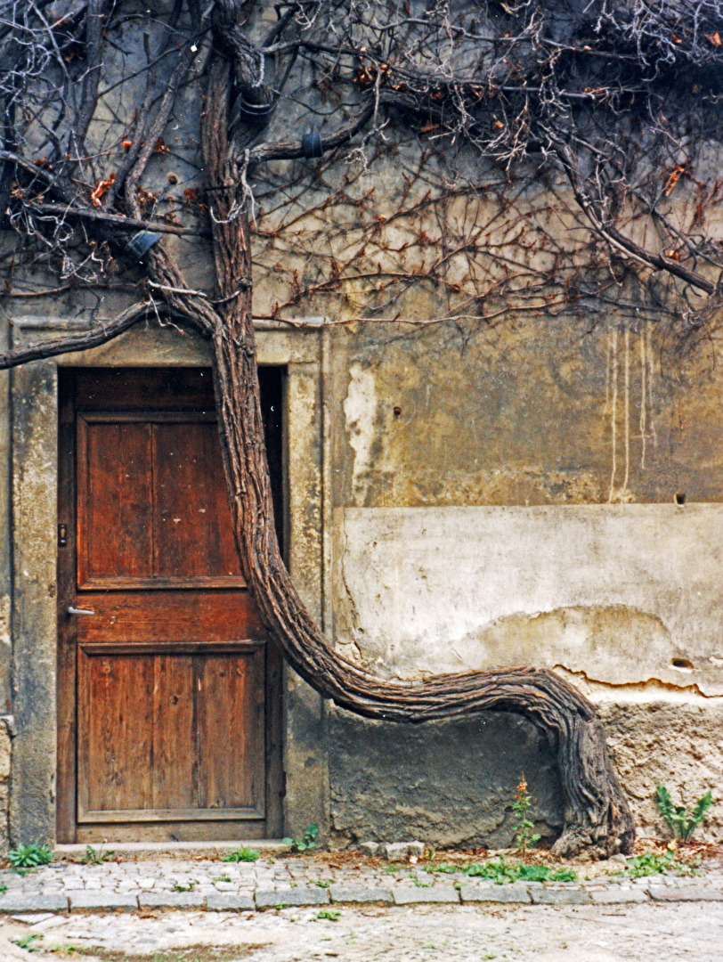Baum vor Tür
