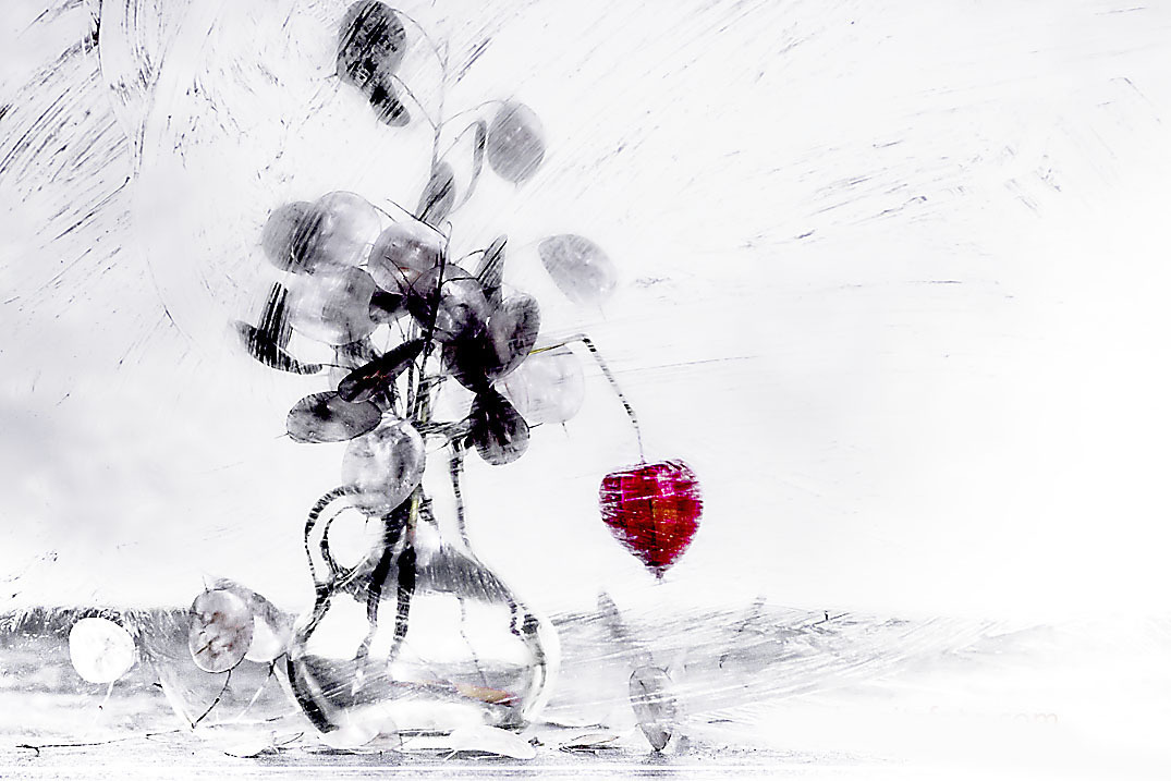 Lampionblume (Physalis alkekengi)