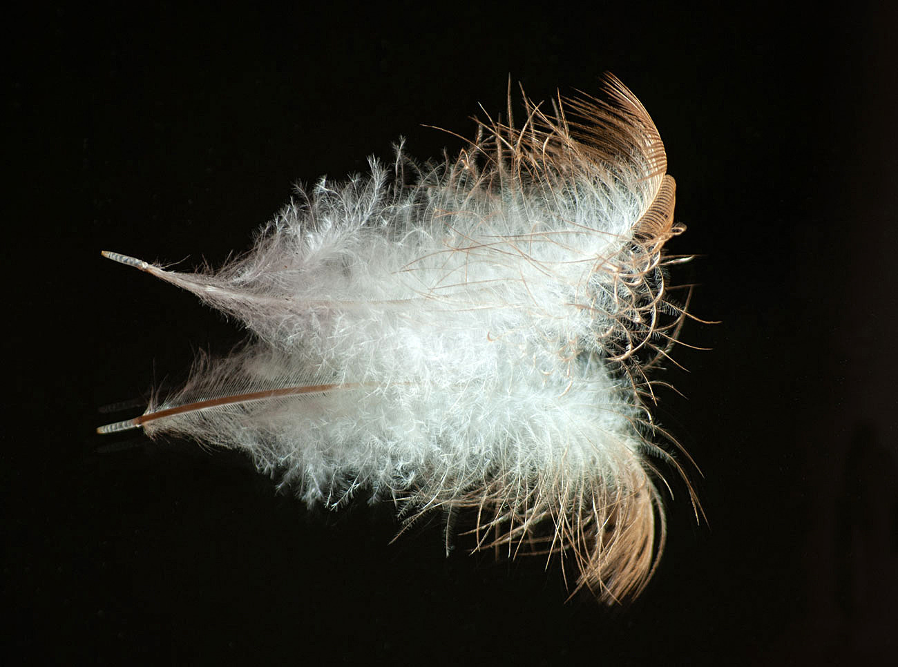 Die gespiegelte Feder...