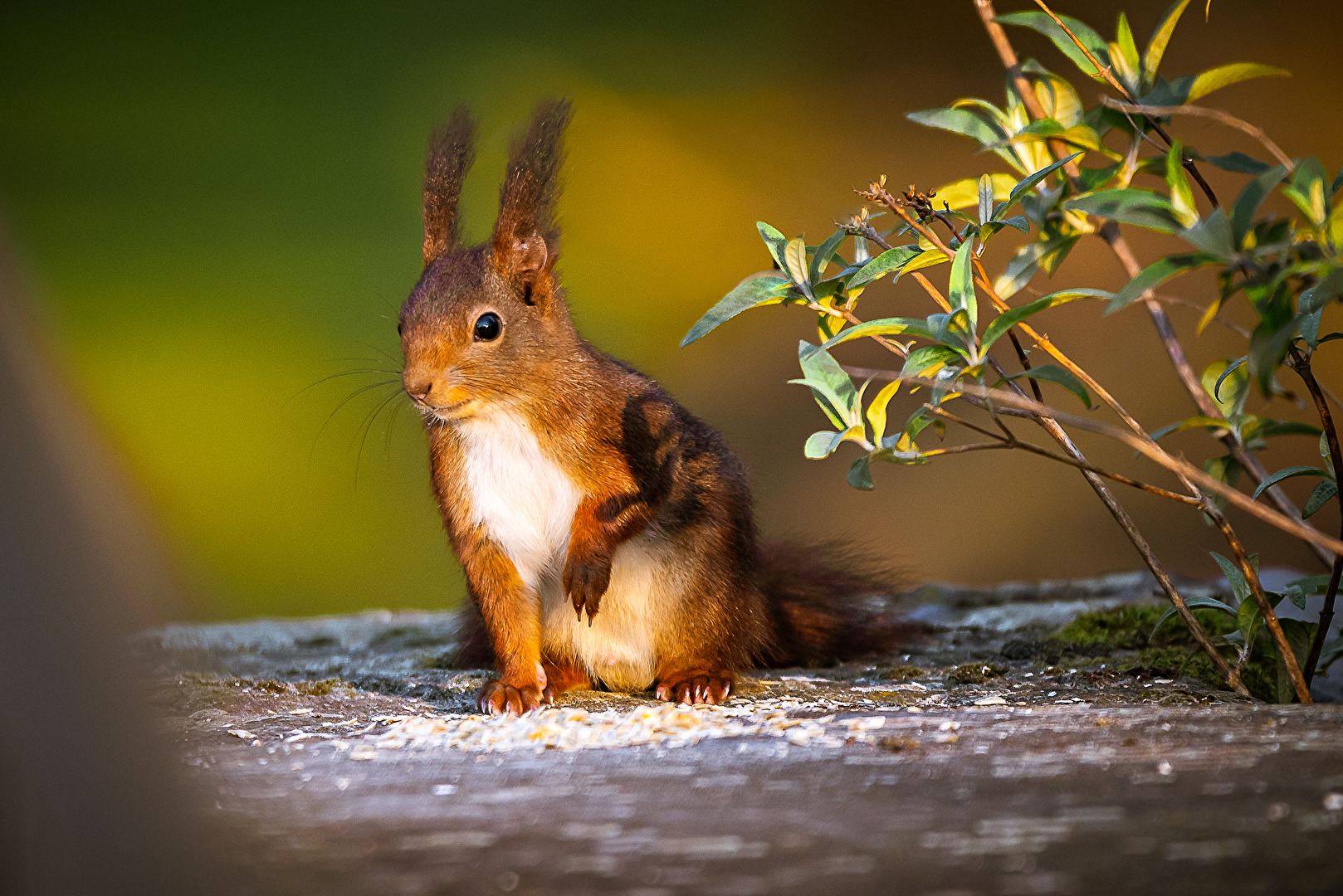 Landschaft/Natur/Wildlife