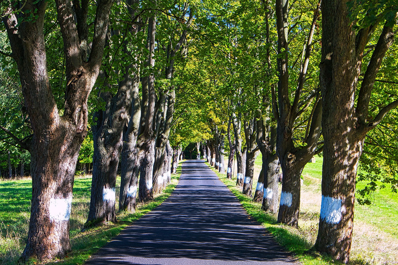 Allee in Böhmen