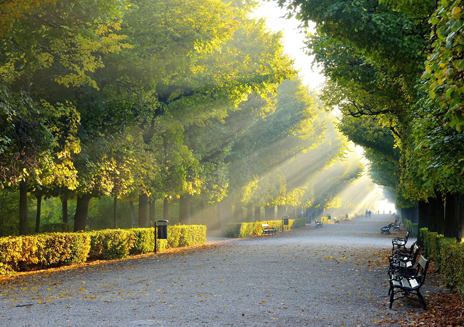 Morgenstimmung im Schönbrunner Schlosspark