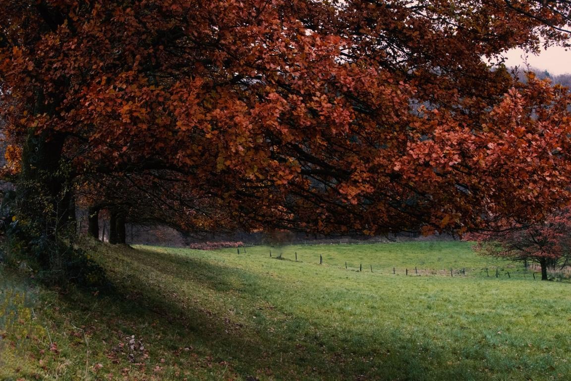 Bäume im Herbst auf dem Waldmythenweg