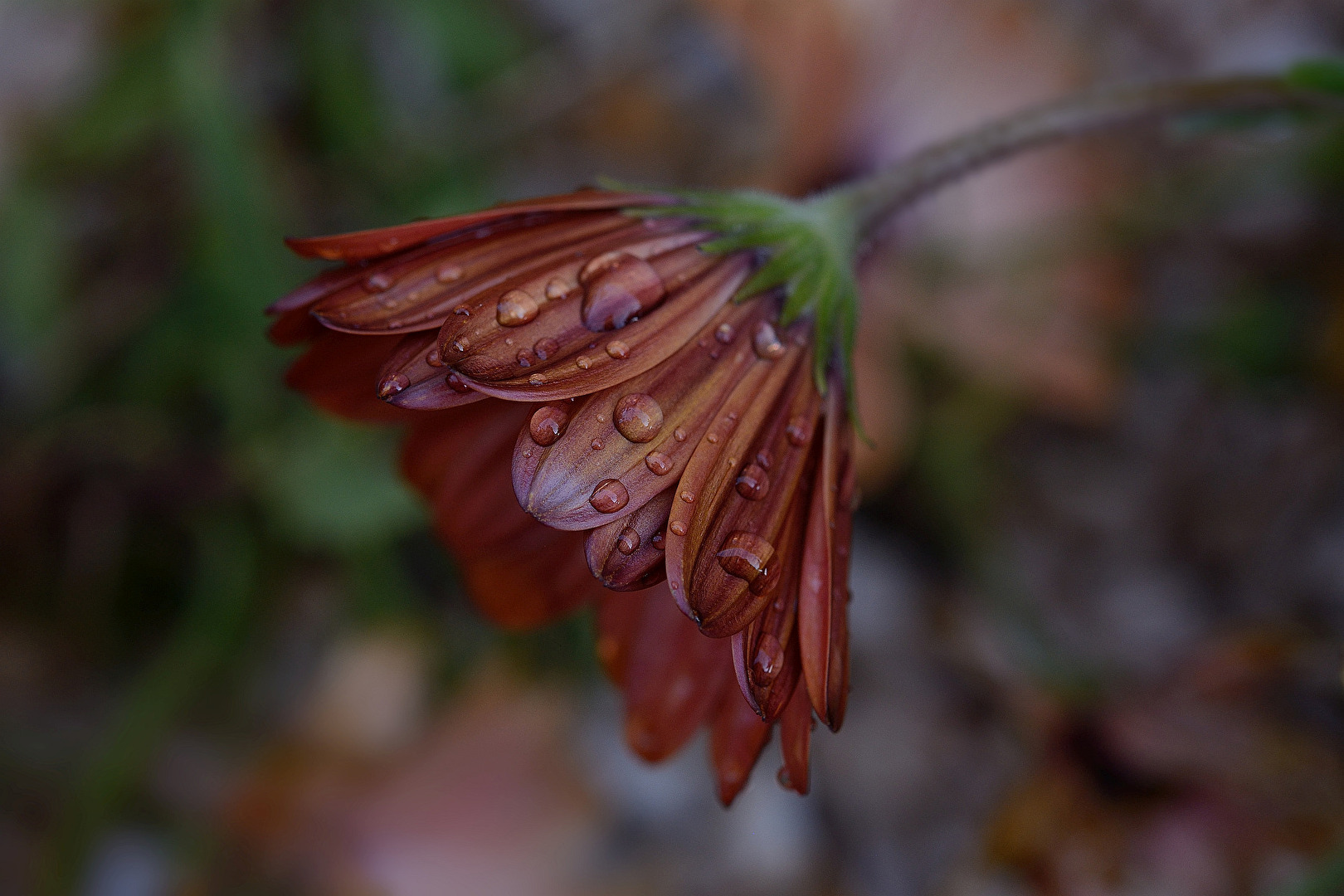 Pluie le soir