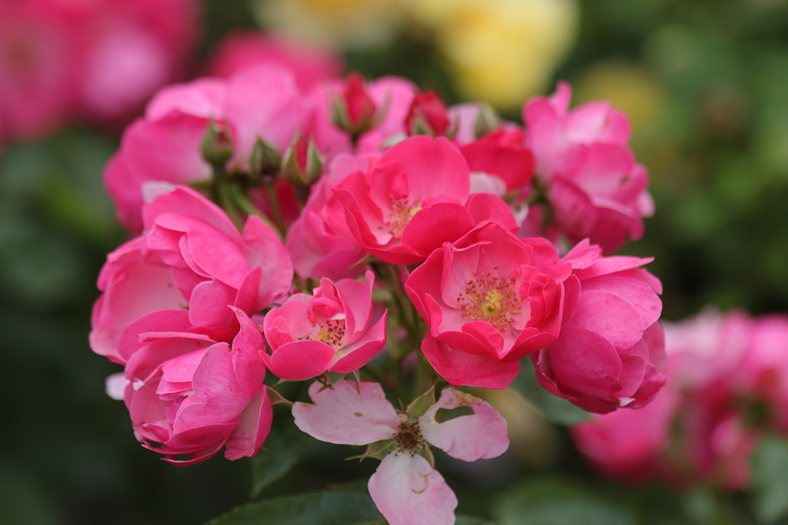 Blüten