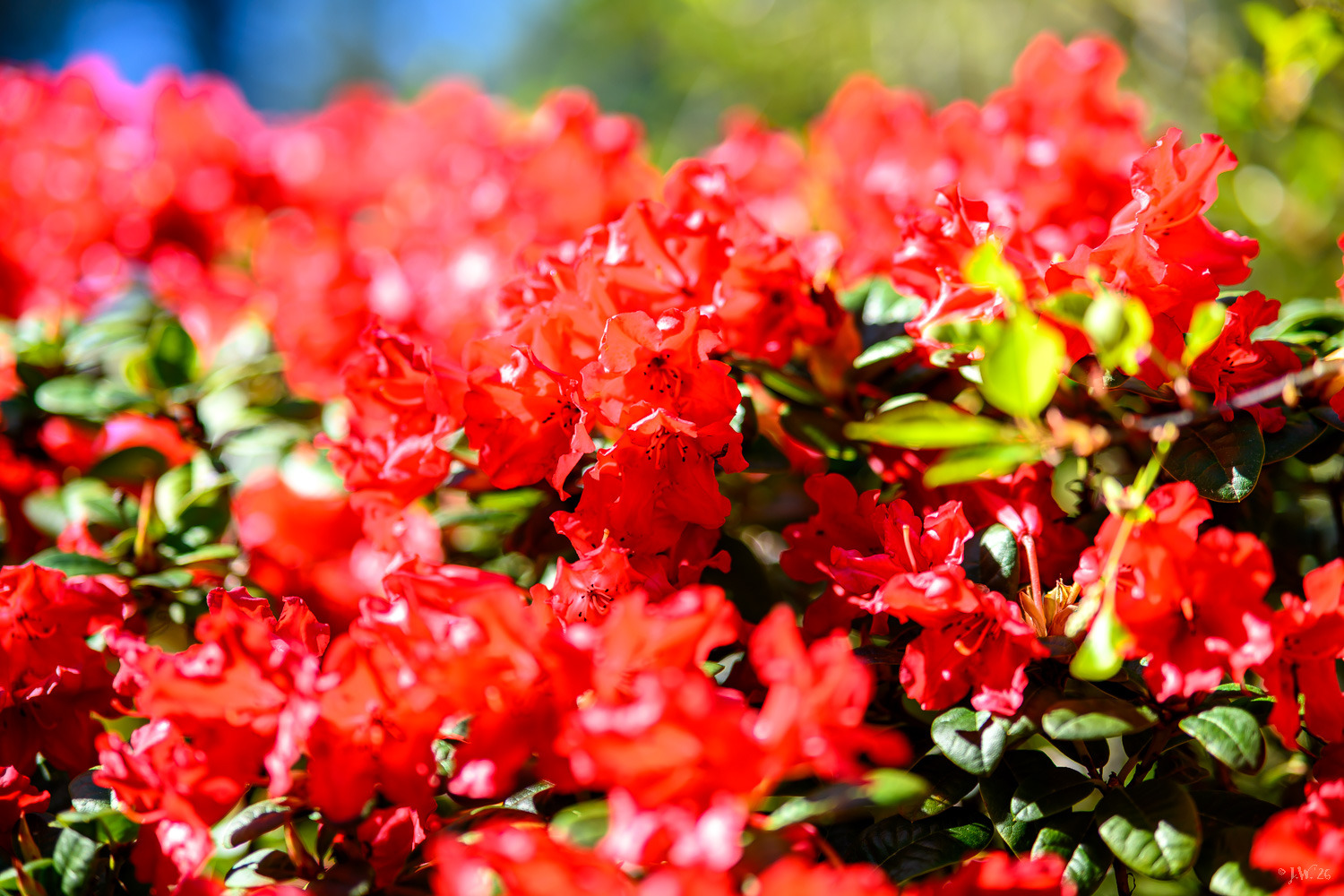 Roter Rhododendron