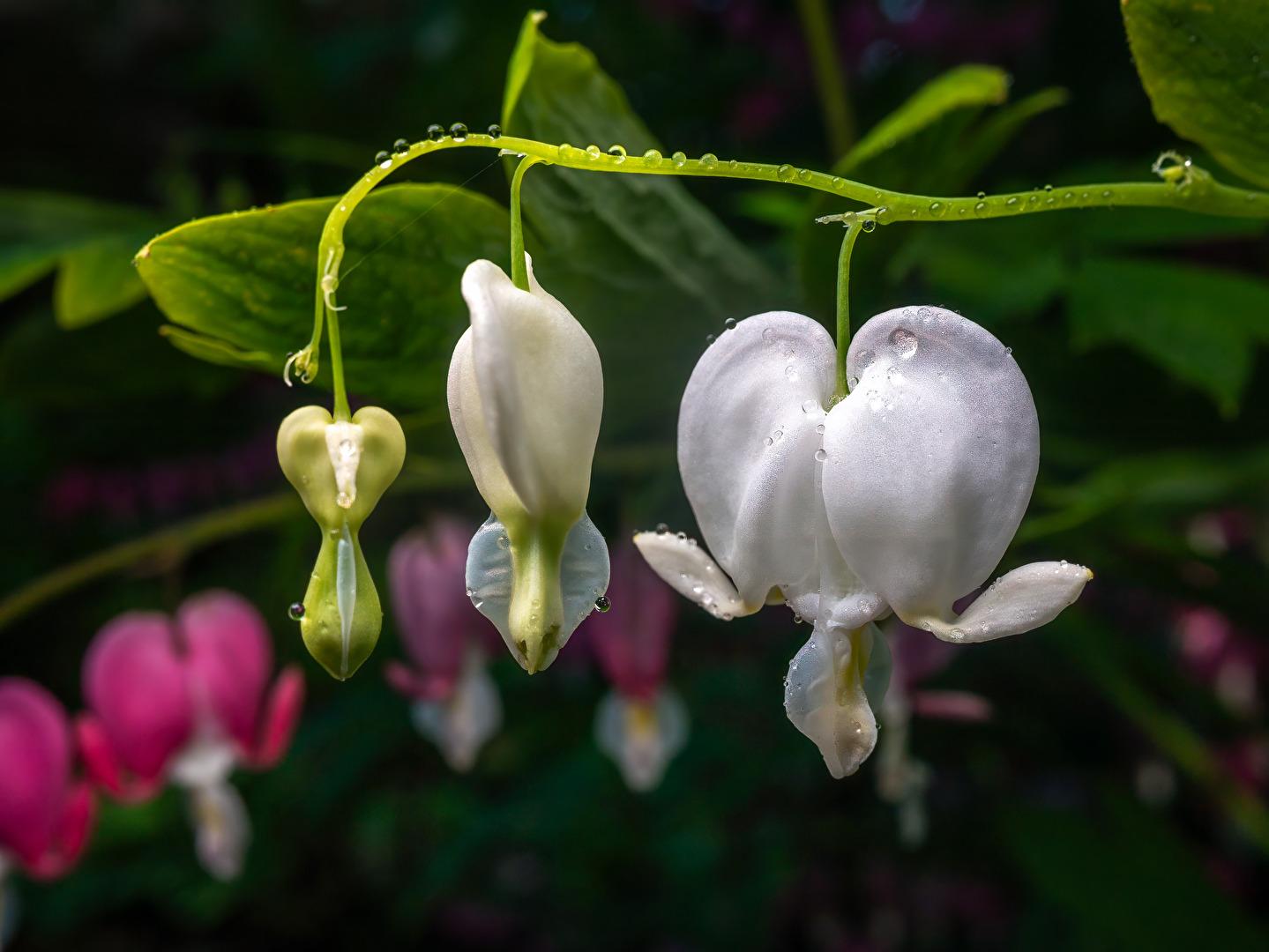 Dicentra spectabilis - Tränendes Herz