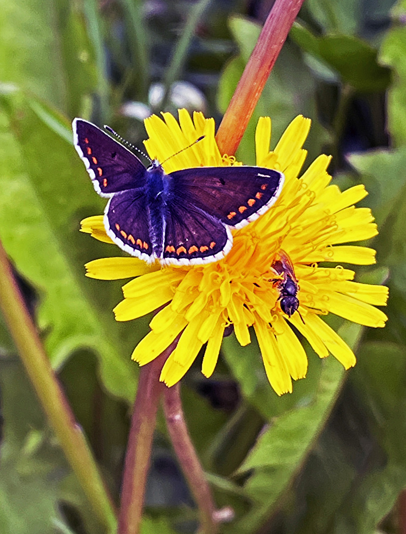Schmetterling