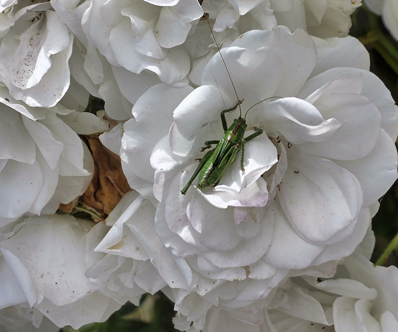 weiße Rosenblüte hat Besuch