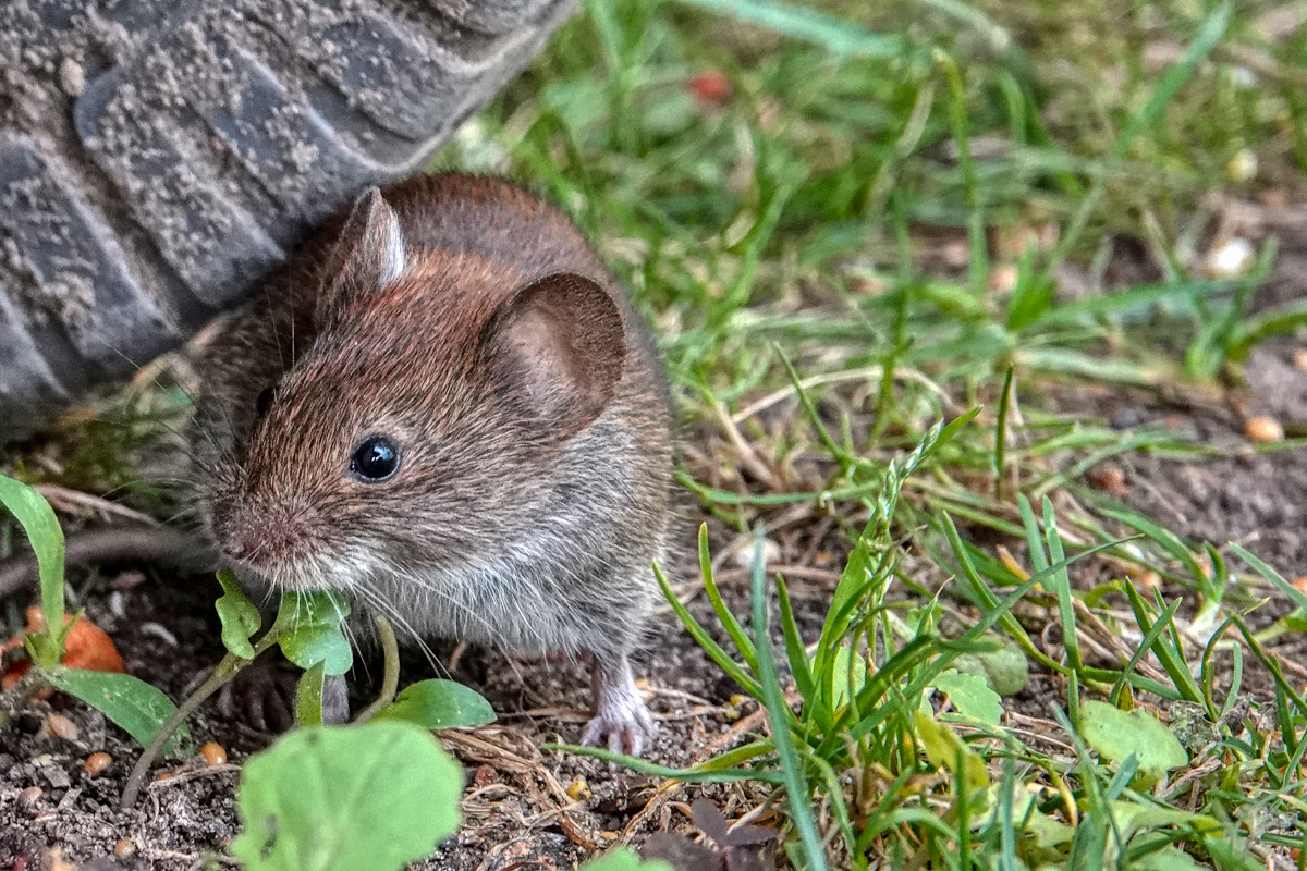 Meine Gartenmaus