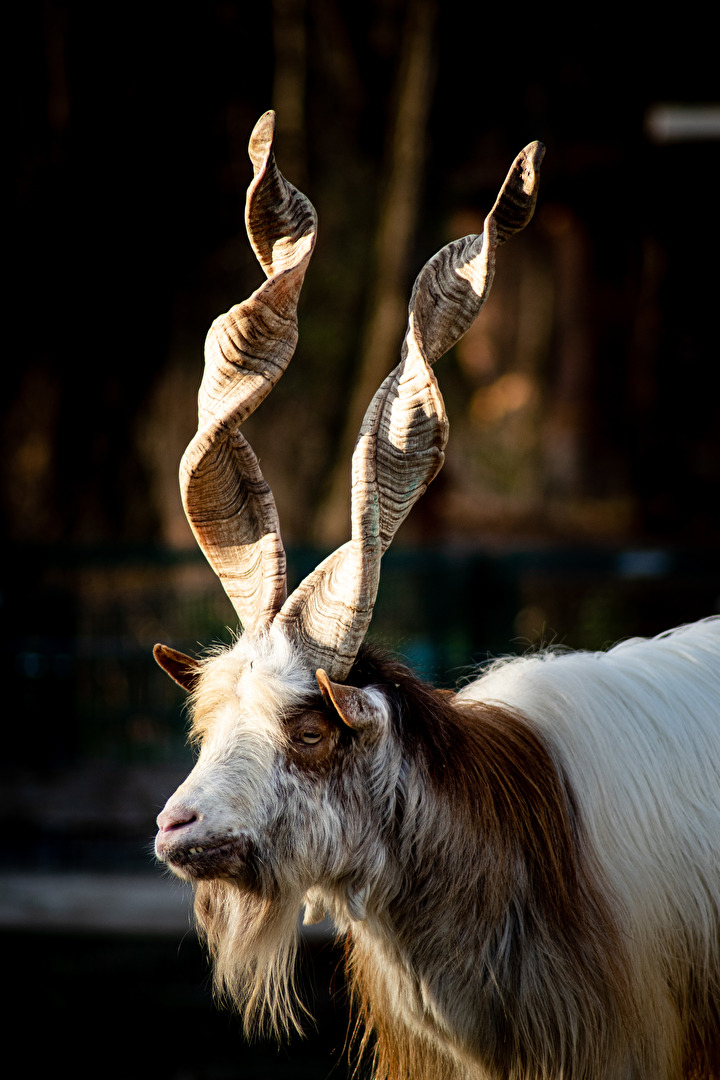 Girgentanische Hausziege