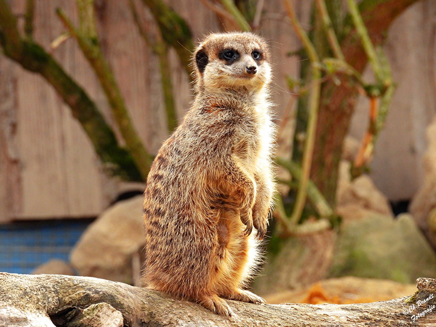 Erdmännchen!