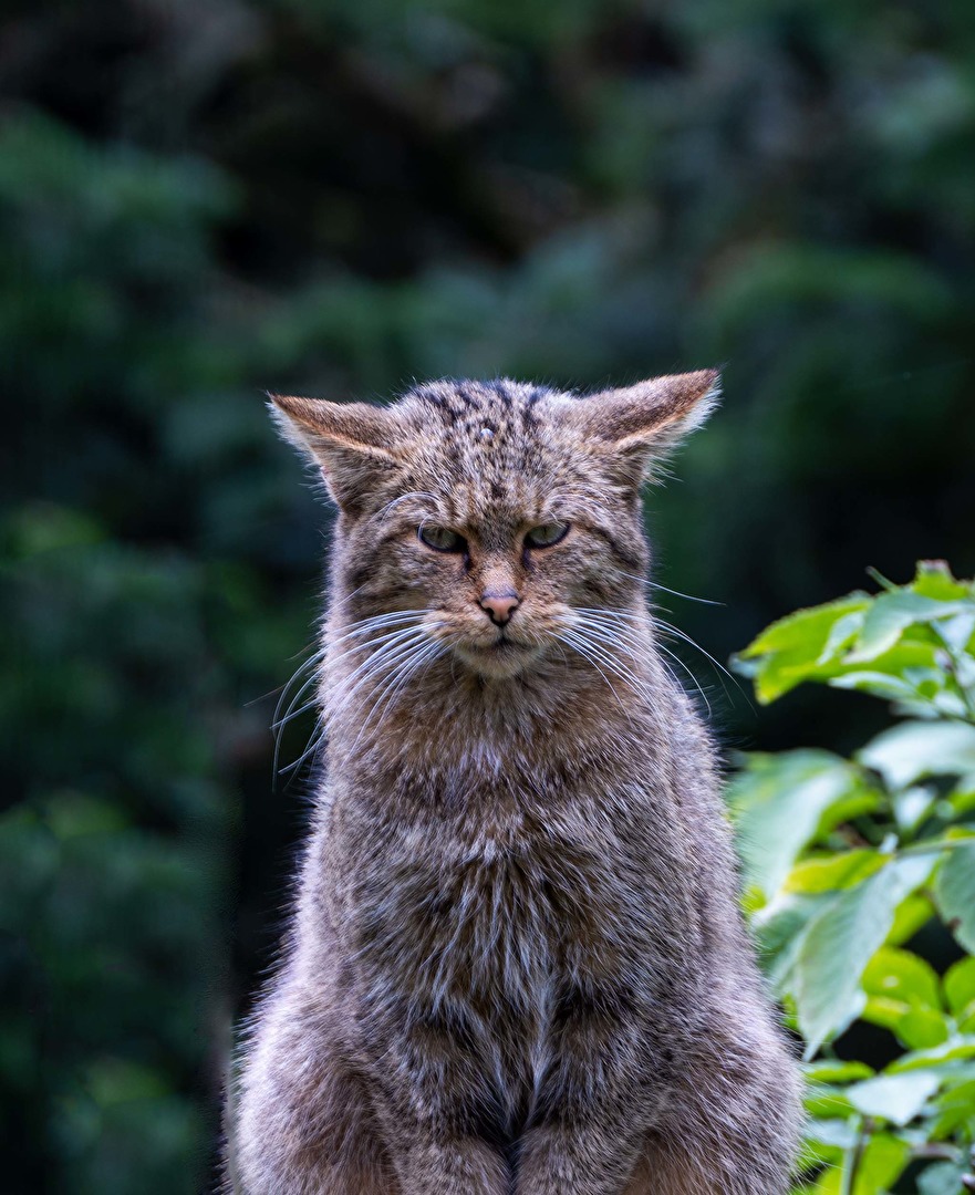 Säugetiere