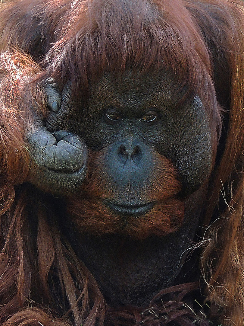 Orang Utan